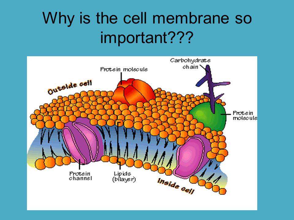 what is a selectively permeable membrane