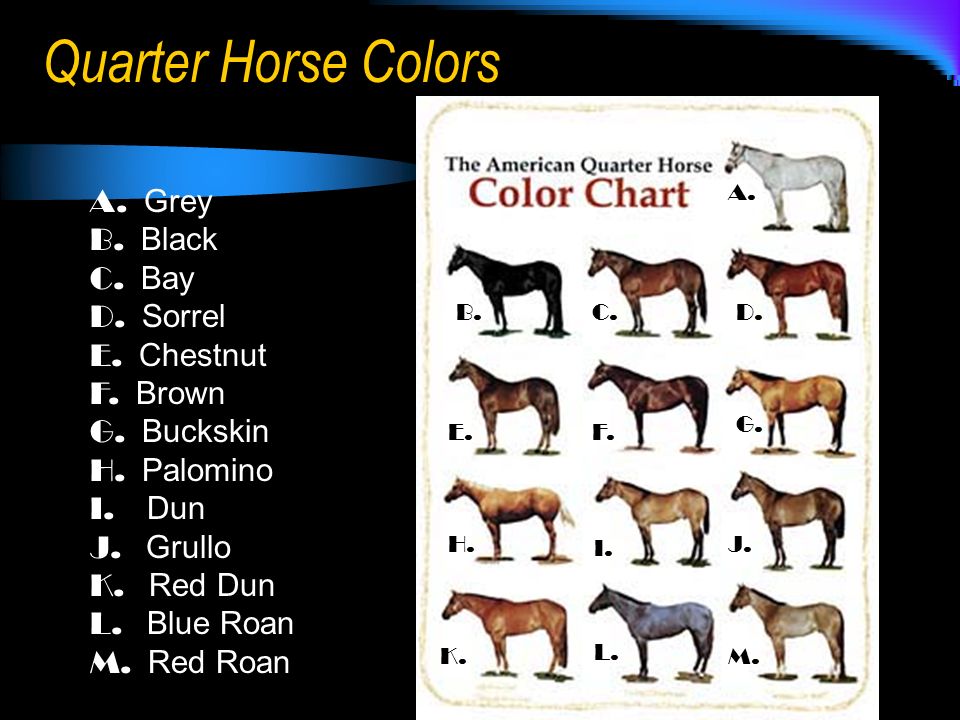Как переводится пород. Horse перевод на русский. Порода лошадей Perlino. Brown American Quarter Horse. Quarter лошадь перевод.