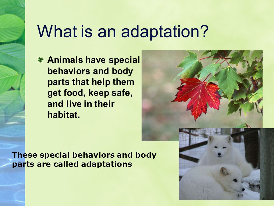 Adaptations Plant & Animal Survival. What is an adaptation? Animals have  special behaviors and body parts that help them get food, keep safe, and  live. - ppt download