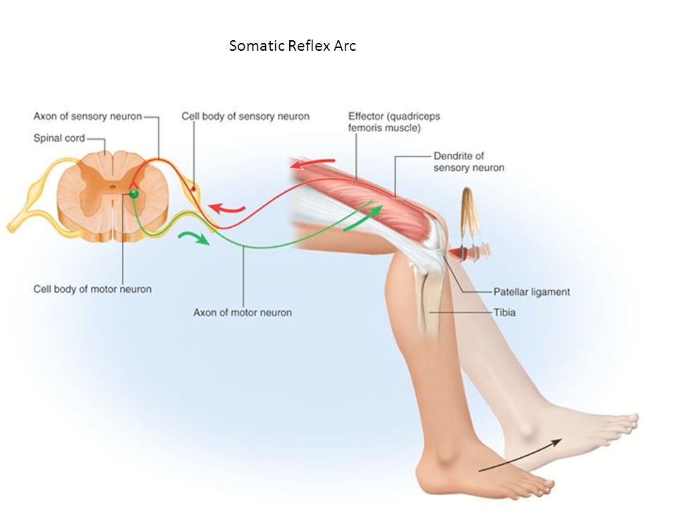 Span 13. Somatic Reflex Arc. Reflex Arc Complex. Reflex Arc Physiology. Autonomic Reflex Arc.