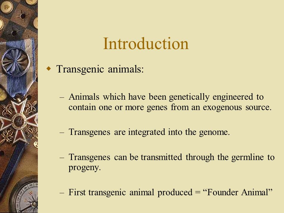 Transgenic Animals, Knock-Out Mice and Dolly. Transgenic Animals: A Focus  on Transgenic Mice Studies - ppt download