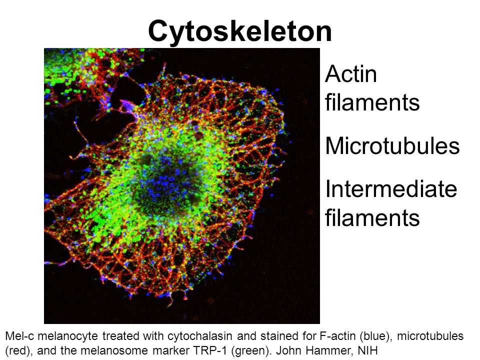 Topic 12: Cell Mechanics. David Rogers, Vanderbilt University Cells are  dynamic, constantly reorganizing their cytoskeleton. - ppt download