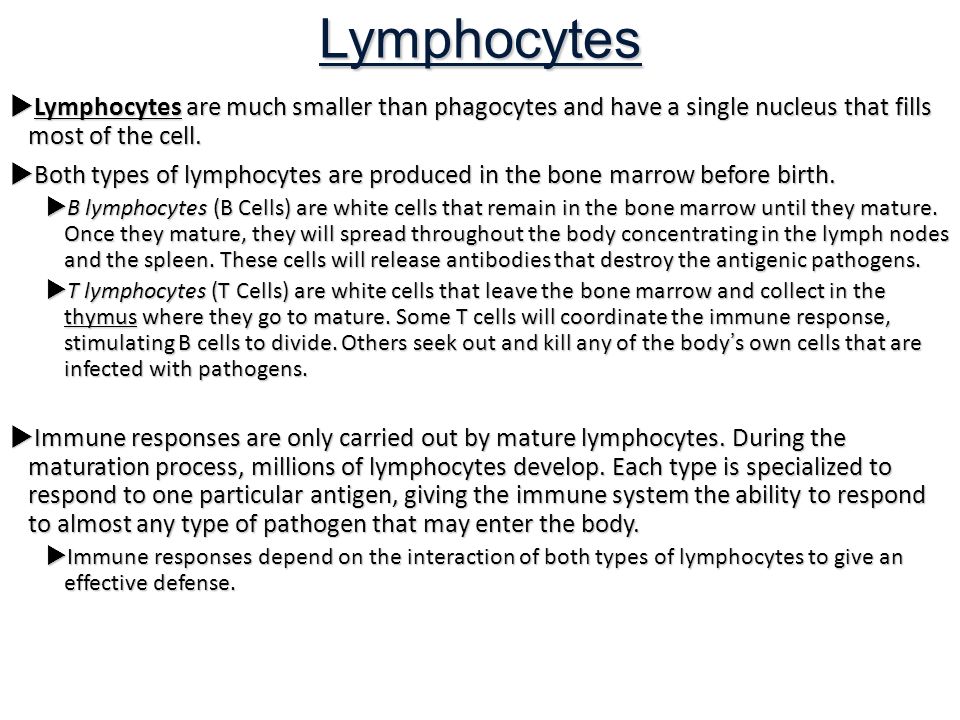 Lymphocytes  Lymphocytes are much smaller than phagocytes and have a single nucleus that fills most of the cell.