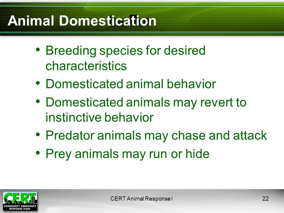 CERT Animal Response I22 Breeding species for desired characteristics Domesticated animal behavior Domesticated animals may revert to instinctive behavior Predator animals may chase and attack Prey animals may run or hide Animal Domestication