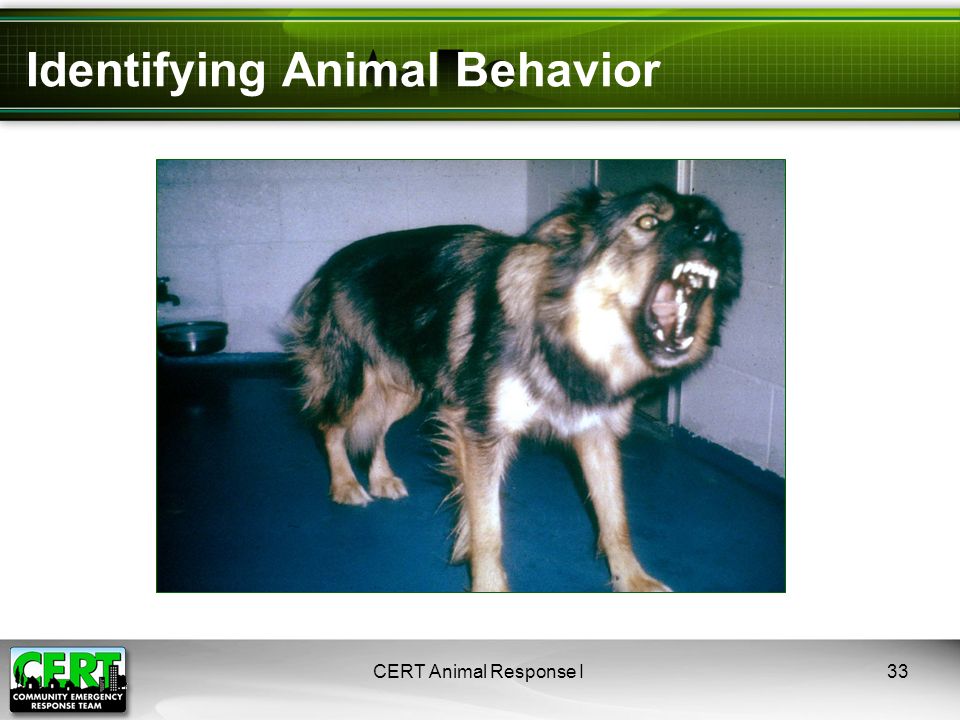 Identifying Animal Behavior CERT Animal Response I33