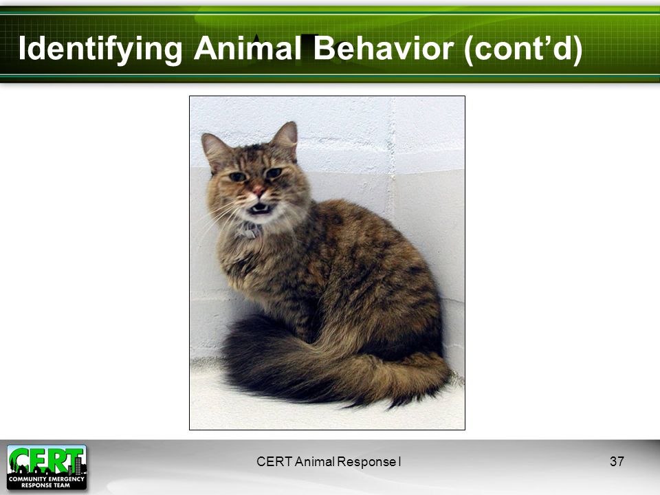 Identifying Animal Behavior (cont’d) CERT Animal Response I37