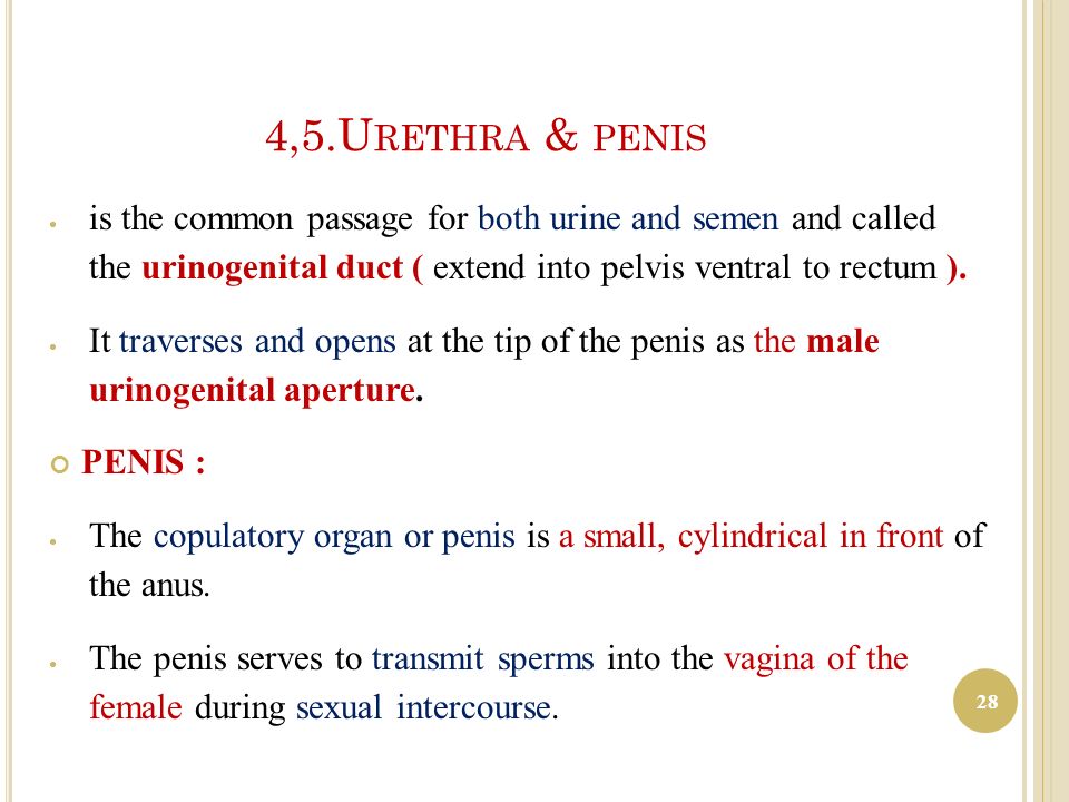 Semen that aperture