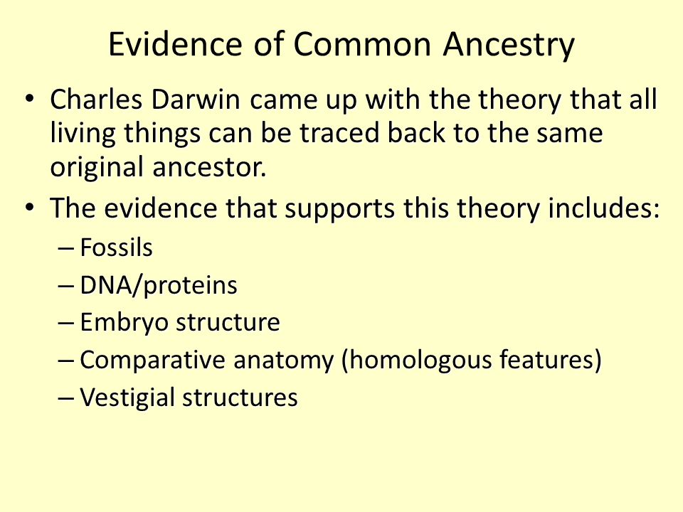 Evidence of Common Ancestry Charles Darwin came up with the theory that all living things can be traced back to the same original ancestor.
