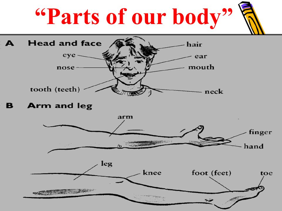 Parts of our body
