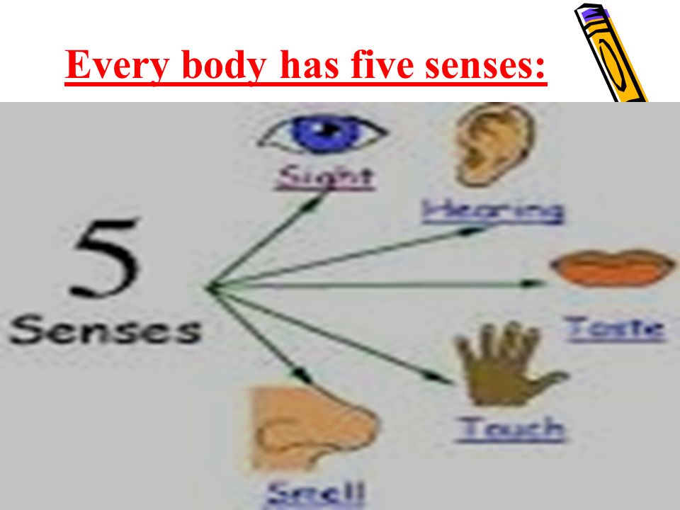 Every body has five senses: