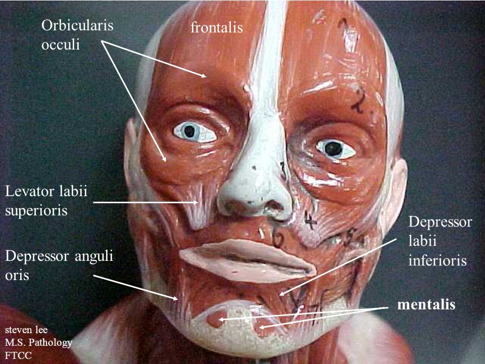 Aktiver Blive skør sum Steven lee M.S. Pathology FTCC. Orbicularis occulus masseter  sternocleidomastoid Depressor anguli oris Orbicularis oris steven lee M.S.  Pathology FTCC. - ppt download