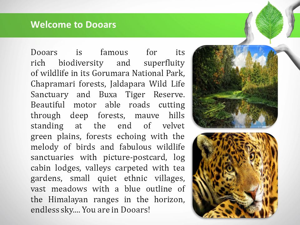 Dooars Forests: The Beauty of Nature Beyond Imagination. - ppt download