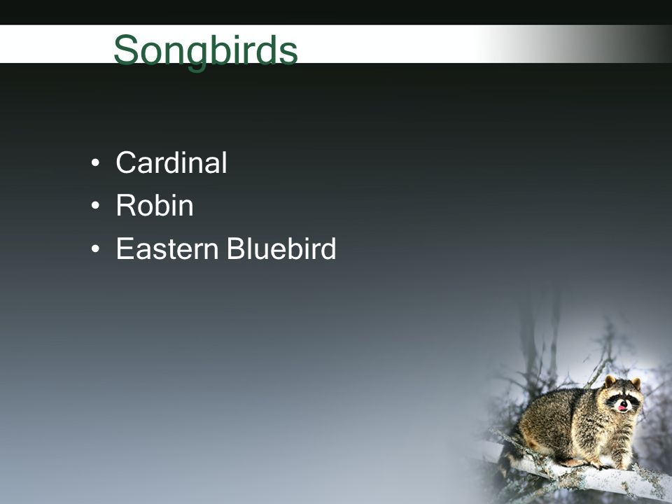 Songbirds Cardinal Robin Eastern Bluebird