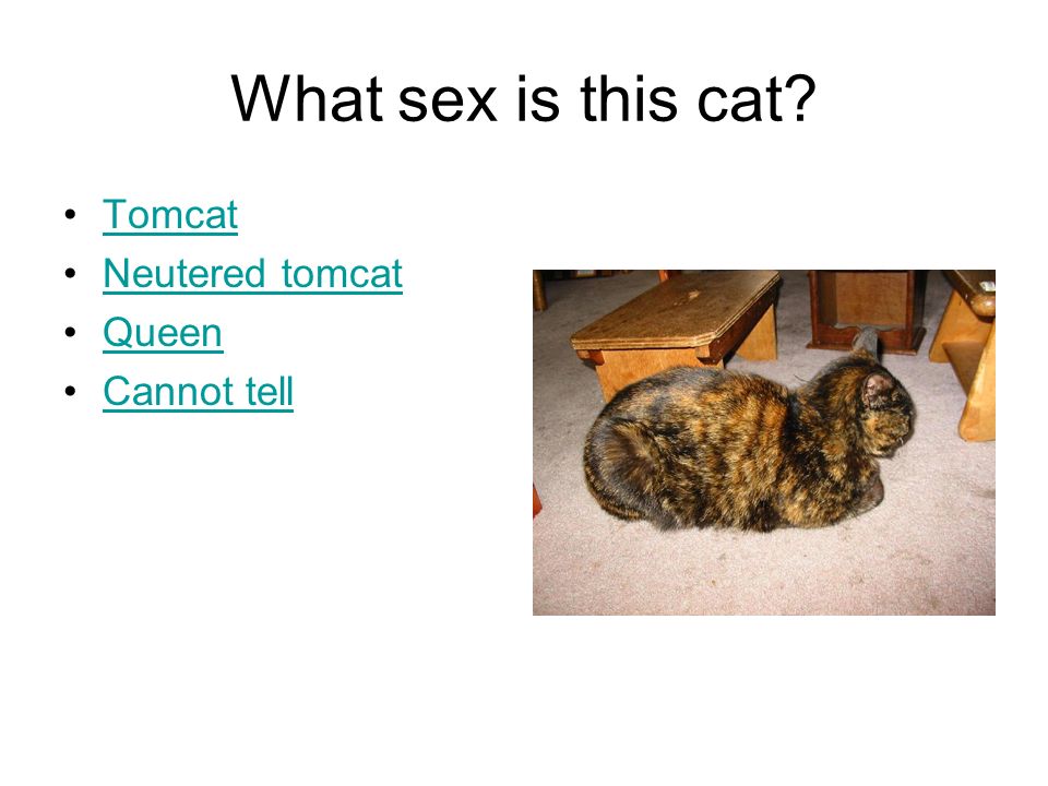What sex is this cat Tomcat Neutered tomcat Queen Cannot tell