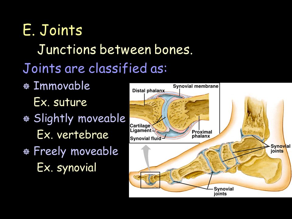 E. Joints Junctions between bones. Joints are classified as: ] Immovable Ex.