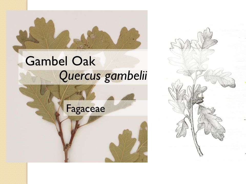 Quercus gambelii Gambel Oak Fagaceae