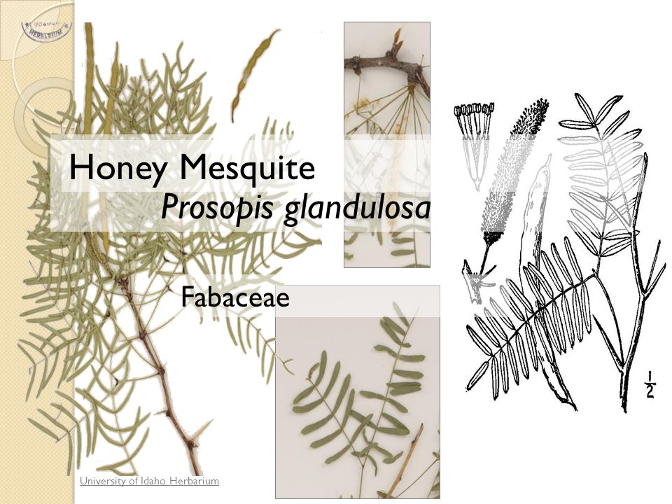University of Idaho Herbarium Prosopis glandulosa Fabaceae Honey Mesquite
