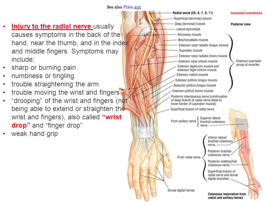Upper Limb- Blood & nerve supply; effects of nerve injury G.LUFUKUJA1. -  ppt download