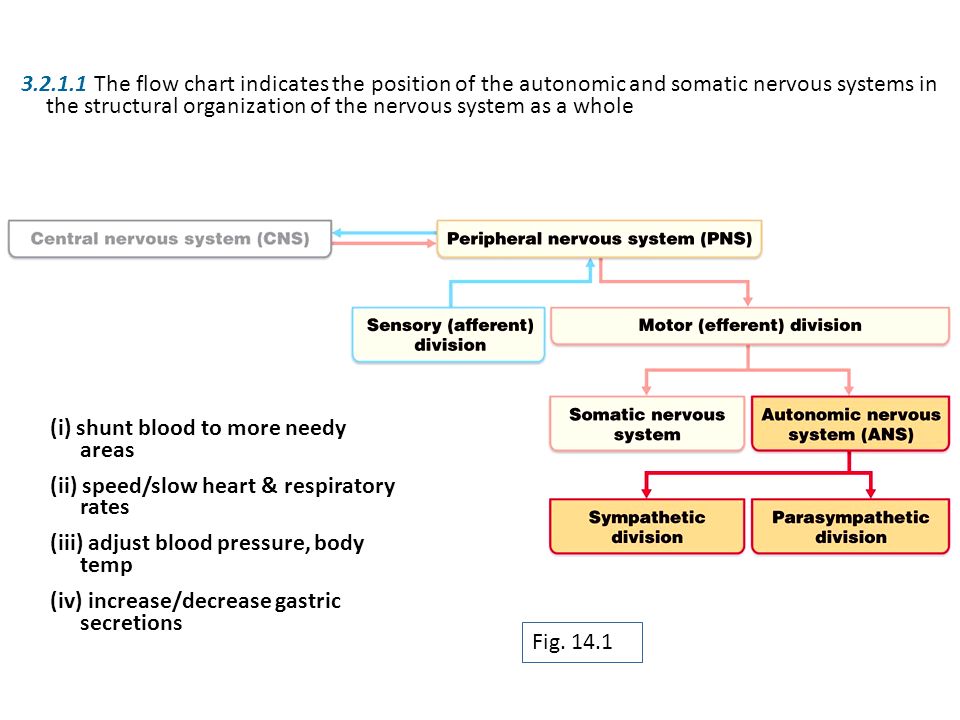 Cns Pns Chart