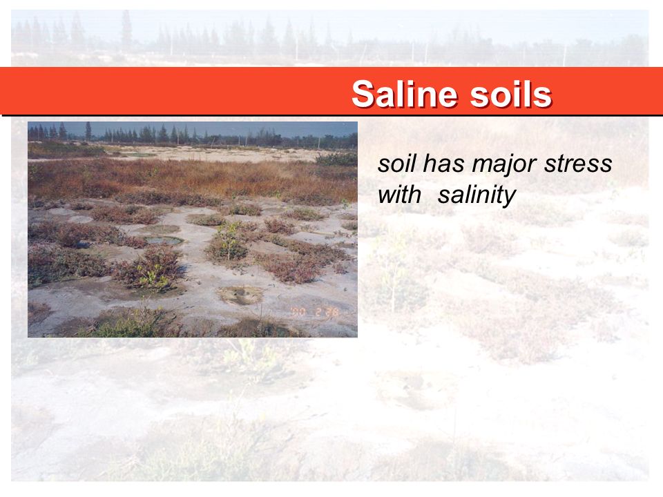 Saline soils soil has major stress with salinity