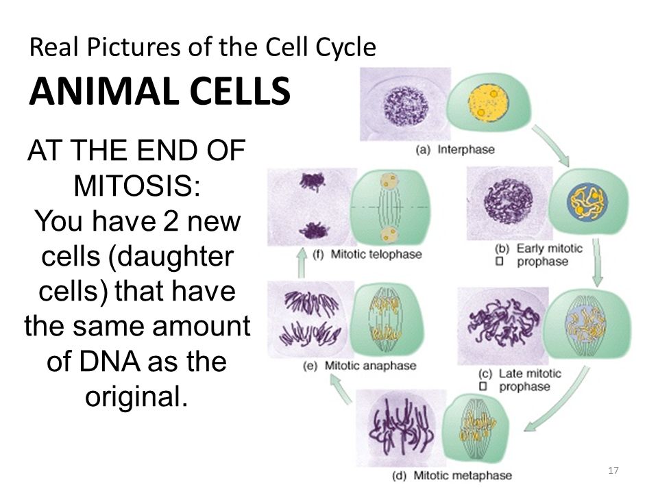 Unit 6 NOTES: Cell Cycle  Cell Size Cell Size is limited by… DNA  Overload – there is not enough DNA to communicate with the rest of the cell,  or organelles, - ppt download