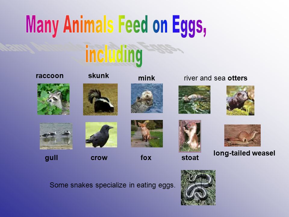 What kinds of animals lay eggs? All birds, turtles, lizards, fish,  reptiles, dinosaurs, most insects, worms, arachnids, amphibians, but very  few mammals, - ppt download