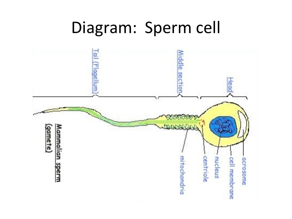 Diagram of sperm — 5