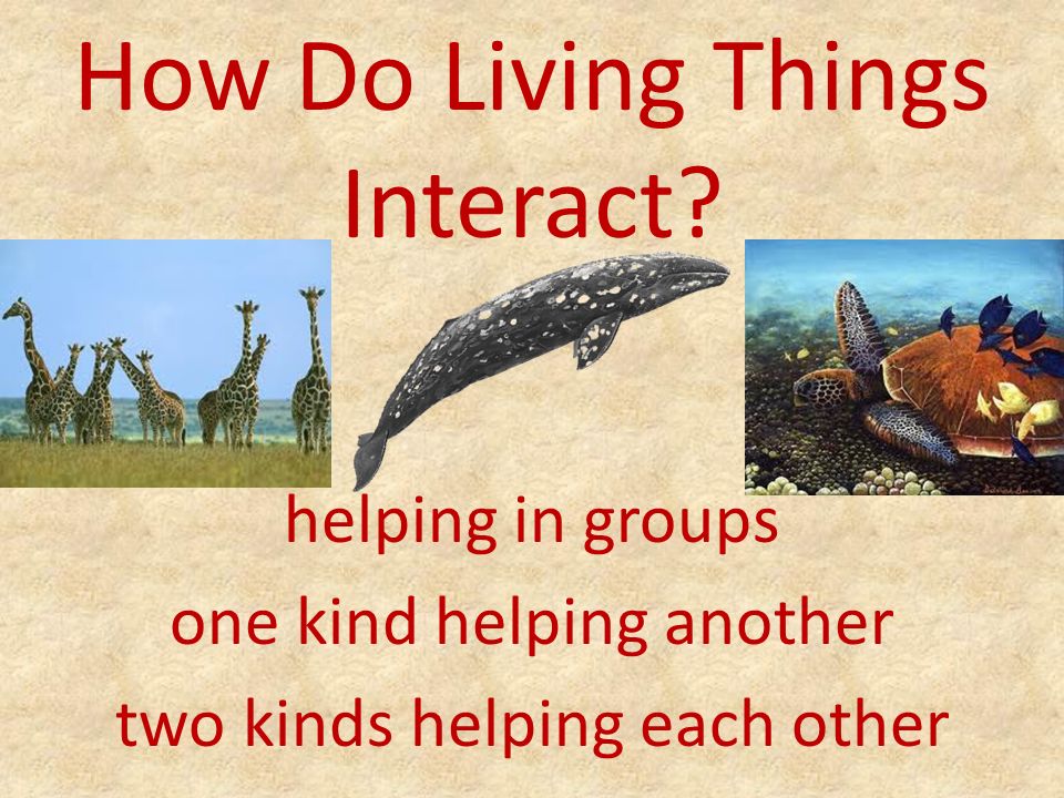 Plants and Animals Living Together Ways Plants and Animals Interact. - ppt  download