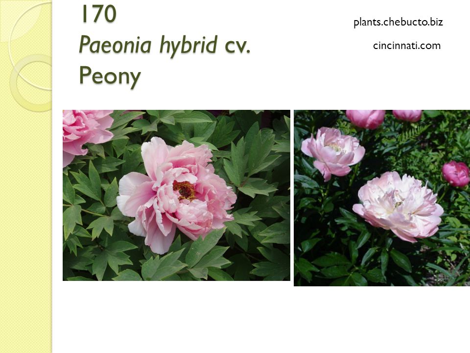 Future Plants By Randy Stewart Potentilla