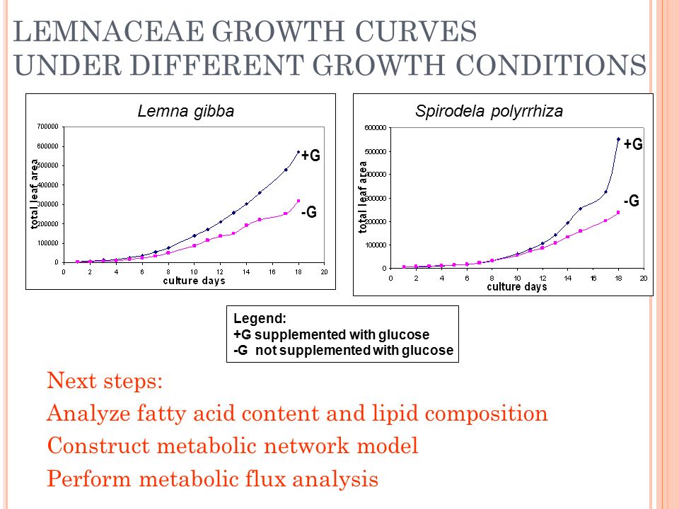 LEMNACEAE GROWTH CURVES UNDER DIFFERENT GROWTH CONDITIONS Lemna gibbaSpirodela polyrrhiza +G -G +G -G Legend: +G supplemented with glucose -G not supplemented with glucose Next steps: Analyze fatty acid content and lipid composition Construct metabolic network model Perform metabolic flux analysis