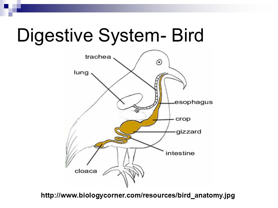 Пищеварительная система птиц схема