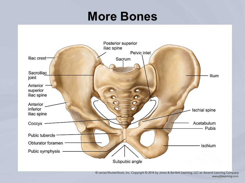 Presentation on theme: "Chapter 14 Injuries to the Hip and Pelvis. 