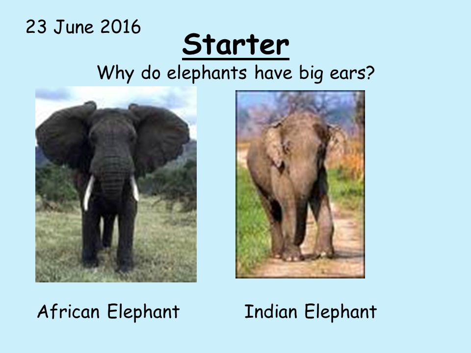 Starter 23 June 2016 Why do elephants have big ears? African ...