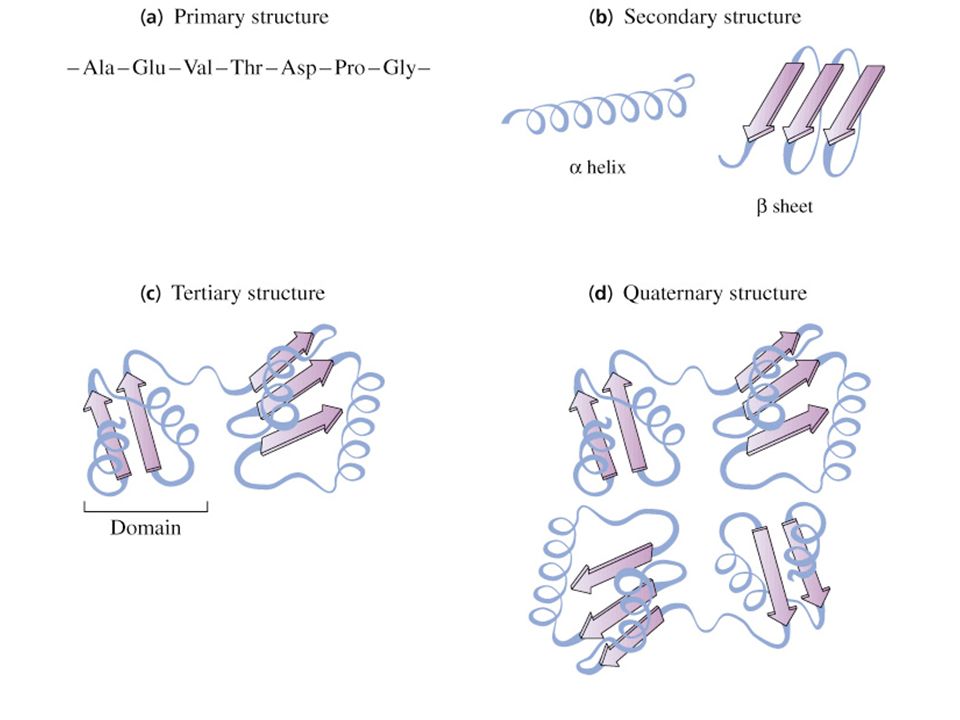 Ала глу. Protein structure. Структура Алаз. Primary secondary tertiary кнопки на сайте.