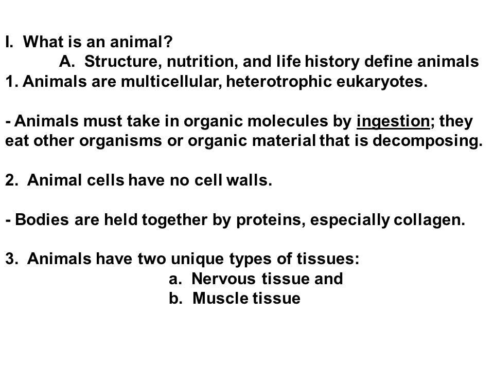 Chapter 32 Introduction to Animal Evolution. I. What is an animal? A.  Structure, nutrition, and life history define animals 1. Animals are  multicellular, - ppt download