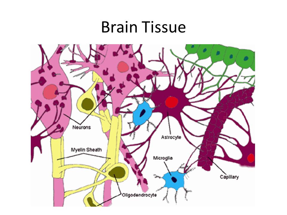 Brain Tissue