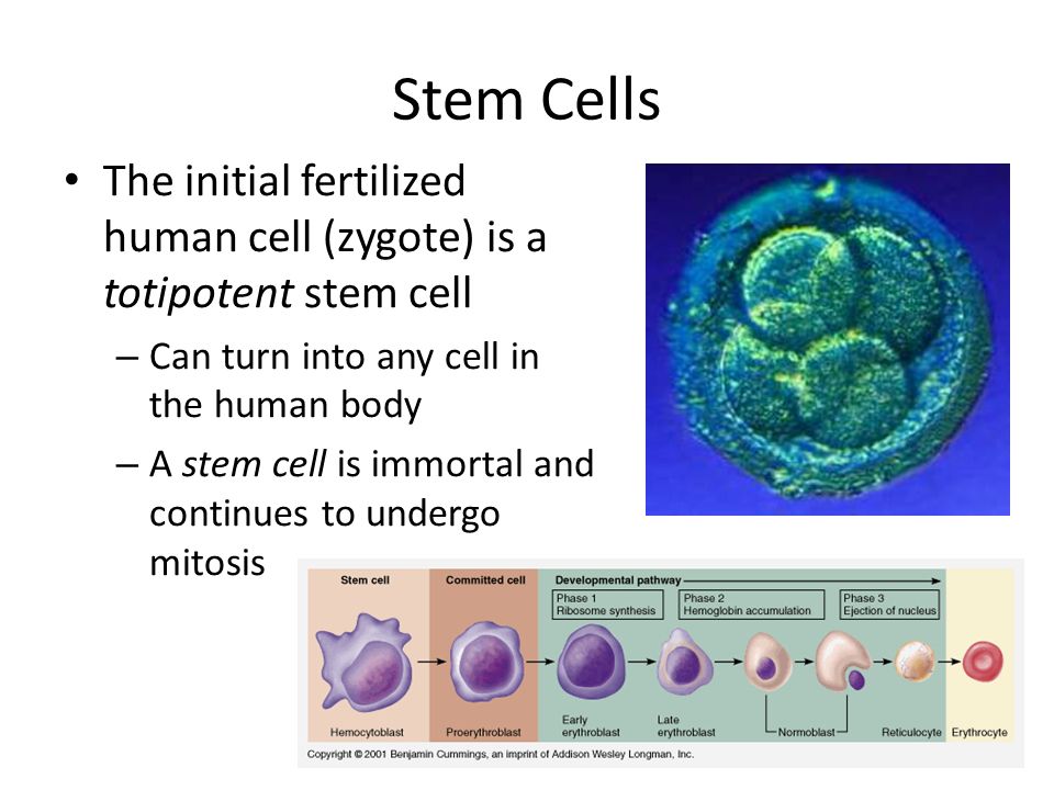 Stem Cells The initial fertilized human cell (zygote) is a totipotent stem cell – Can turn into any cell in the human body – A stem cell is immortal and continues to undergo mitosis
