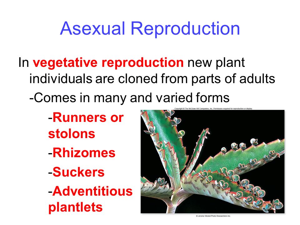Stolons with plantlets asexual reproduction Stolons with plantlets asexual reproduction