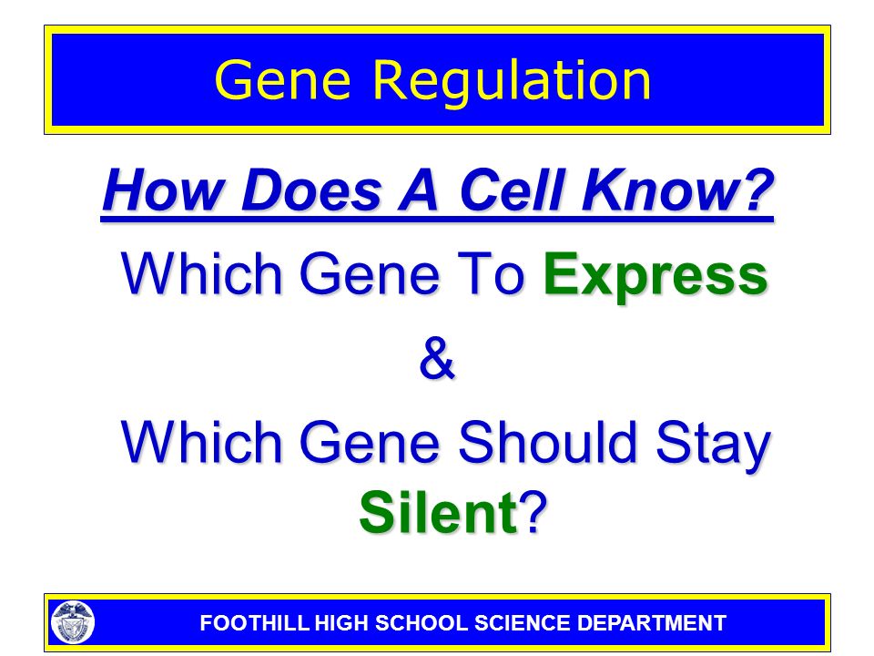 FOOTHILL HIGH SCHOOL SCIENCE DEPARTMENT Chapter 12 DNA & RNA Section 12 – 5 Gene Regulation