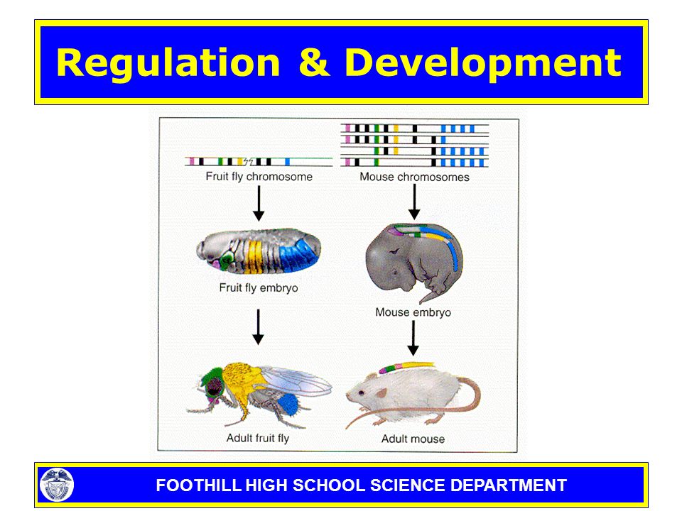 FOOTHILL HIGH SCHOOL SCIENCE DEPARTMENT Regulation & Development hox Geneshox Genes –Control Organ & Tissue Development In The Embryo –Mutations Lead To Major Changes Drosophila With Legs In Place of AntennaeDrosophila With Legs In Place of Antennae