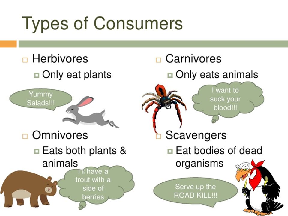 Animal information. Types of животных. 3 Types of Consumers. Classification of Consumers. Предложение со словом Consumers.