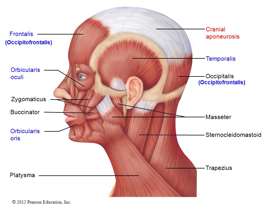 Musculus platysma
