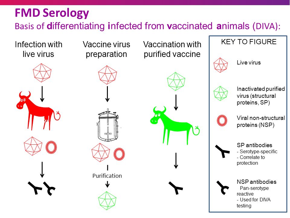 FMD Reference Laboratory THE USE OF NON-STRUCTURAL PROTEIN TESTS TO DIFFERENTIATE BETWEEN VACCINATED AND ANIMALS Donald King Anna Ludi, Ginette. - ppt download