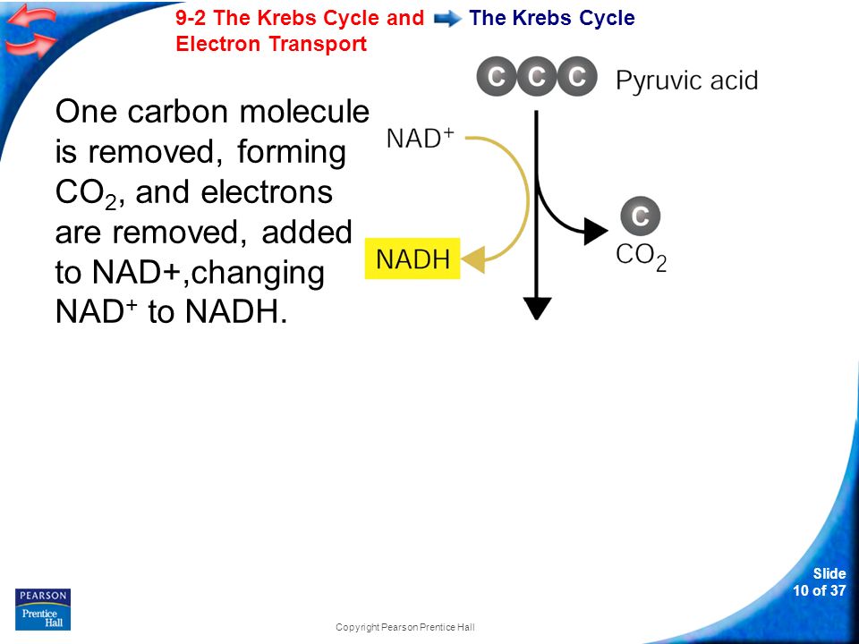 Slide 10 of The Krebs Cycle and Electron Transport Copyright Pearson Prentice Hall The Krebs Cycle One carbon molecule is removed, forming CO 2, and electrons are removed, added to NAD+,changing NAD + to NADH.
