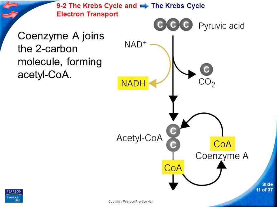 Slide 11 of The Krebs Cycle and Electron Transport Copyright Pearson Prentice Hall The Krebs Cycle Coenzyme A joins the 2-carbon molecule, forming acetyl-CoA.