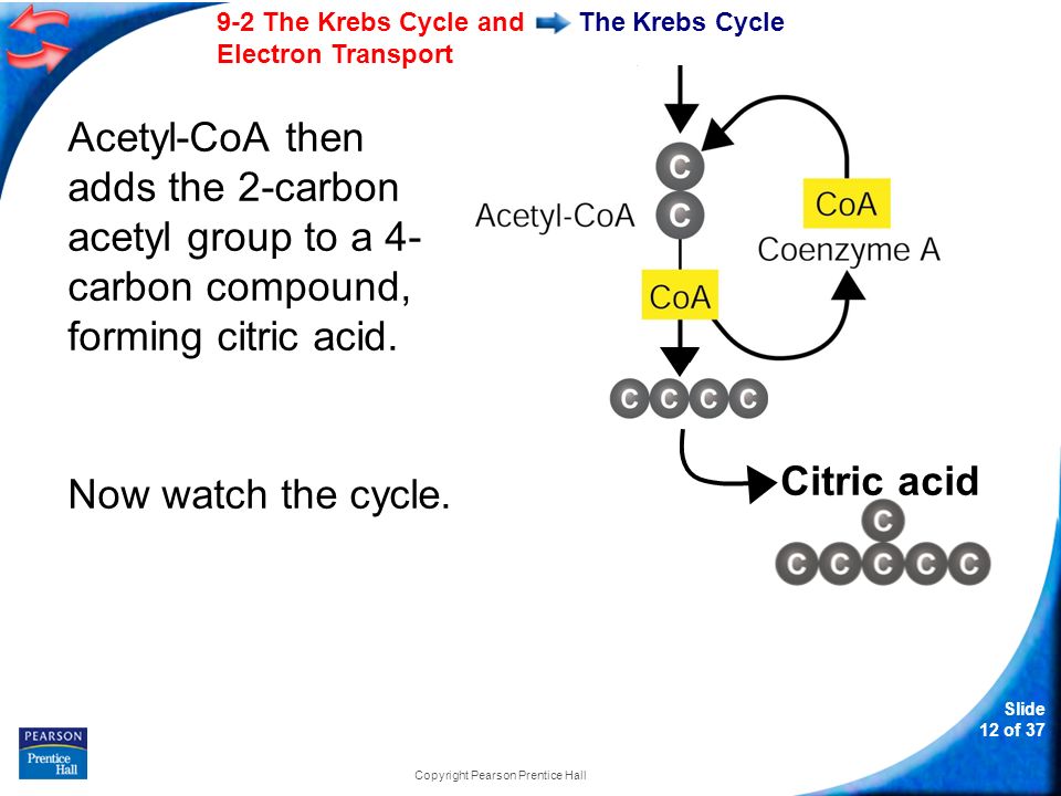 Slide 12 of The Krebs Cycle and Electron Transport Copyright Pearson Prentice Hall The Krebs Cycle Citric acid Acetyl-CoA then adds the 2-carbon acetyl group to a 4- carbon compound, forming citric acid.