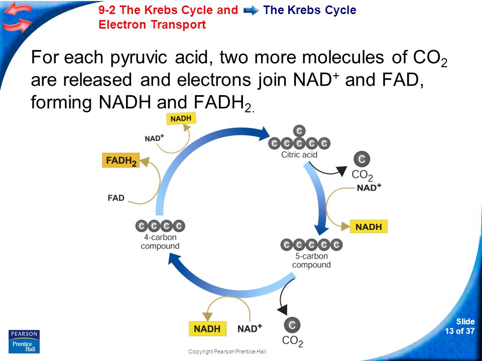 Slide 13 of The Krebs Cycle and Electron Transport Copyright Pearson Prentice Hall The Krebs Cycle For each pyruvic acid, two more molecules of CO 2 are released and electrons join NAD + and FAD, forming NADH and FADH 2.