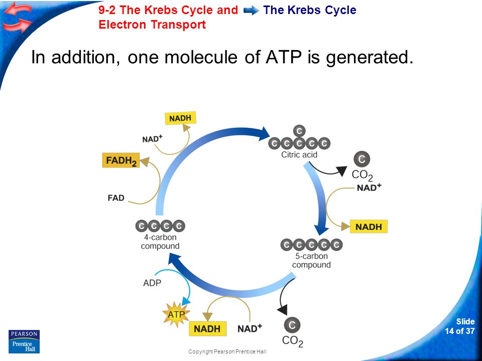 Slide 14 of The Krebs Cycle and Electron Transport Copyright Pearson Prentice Hall The Krebs Cycle In addition, one molecule of ATP is generated.