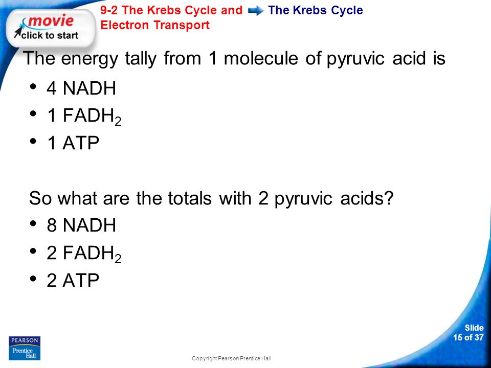 Slide 15 of The Krebs Cycle and Electron Transport Copyright Pearson Prentice Hall The Krebs Cycle The energy tally from 1 molecule of pyruvic acid is 4 NADH 1 FADH 2 1 ATP So what are the totals with 2 pyruvic acids.