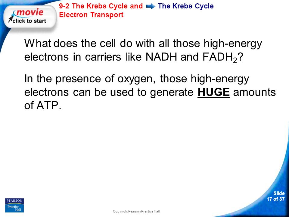 Slide 17 of The Krebs Cycle and Electron Transport Copyright Pearson Prentice Hall The Krebs Cycle What does the cell do with all those high-energy electrons in carriers like NADH and FADH 2 .